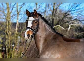 Poney de selle allemand, Hongre, 10 Ans, 145 cm, Bai