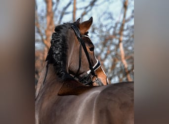 Poney de selle allemand, Hongre, 10 Ans, 145 cm, Bai