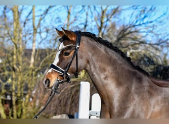 Poney de selle allemand, Hongre, 10 Ans, 145 cm, Bai