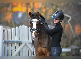 Poney de selle allemand, Hongre, 10 Ans, 145 cm, Bai