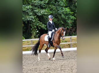 Poney de selle allemand, Hongre, 10 Ans, 145 cm, Bai