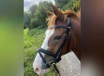 Poney de selle allemand, Hongre, 10 Ans, 146 cm, Alezan