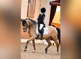 Poney de selle allemand, Hongre, 10 Ans, 146 cm, Buckskin