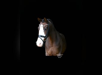 Poney de selle allemand, Hongre, 10 Ans, 147 cm, Bai