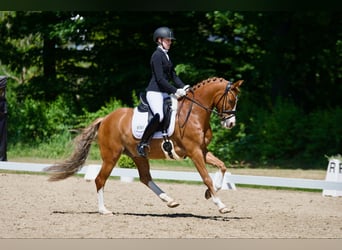 Poney de selle allemand, Hongre, 10 Ans, 148 cm, Alezan