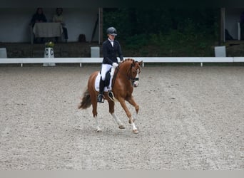 Poney de selle allemand, Hongre, 10 Ans, 148 cm, Alezan