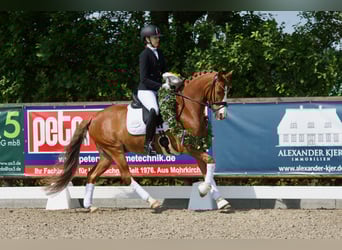 Poney de selle allemand, Hongre, 10 Ans, 148 cm, Alezan