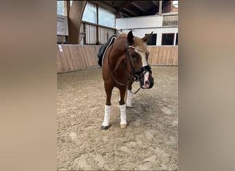 Poney de selle allemand, Hongre, 10 Ans, 148 cm, Alezan