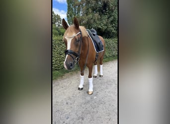 Poney de selle allemand, Hongre, 10 Ans, 148 cm, Alezan