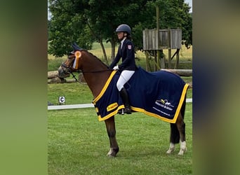 Poney de selle allemand, Hongre, 10 Ans, 148 cm, Bai