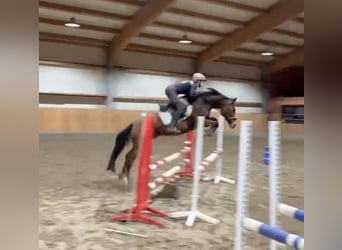 Poney de selle allemand, Hongre, 10 Ans, 148 cm, Bai