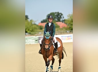 Poney de selle allemand, Hongre, 10 Ans, 148 cm, Bai