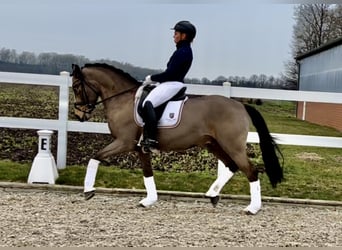 Poney de selle allemand, Hongre, 10 Ans, 148 cm, Buckskin