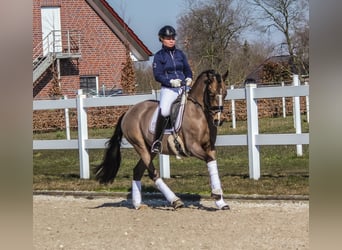 Poney de selle allemand, Hongre, 10 Ans, 148 cm, Buckskin