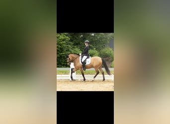 Poney de selle allemand, Hongre, 10 Ans, 148 cm, Buckskin