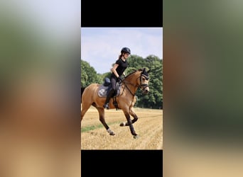 Poney de selle allemand, Hongre, 10 Ans, 148 cm, Buckskin