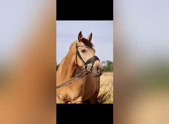 Poney de selle allemand, Hongre, 10 Ans, 148 cm, Buckskin