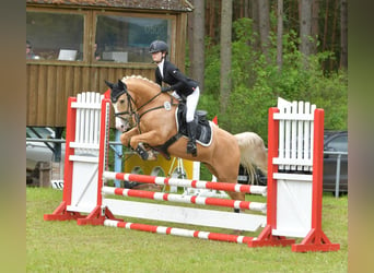 Poney de selle allemand, Hongre, 10 Ans, 148 cm, Palomino