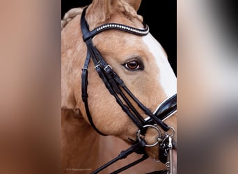 Poney de selle allemand, Hongre, 10 Ans, 148 cm, Palomino