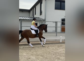 Poney de selle allemand, Hongre, 10 Ans, 149 cm, Bai