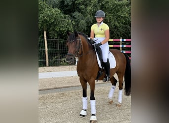 Poney de selle allemand, Hongre, 10 Ans, 149 cm, Bai