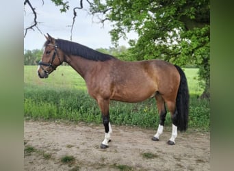 Poney de selle allemand, Hongre, 10 Ans, 151 cm, Bai