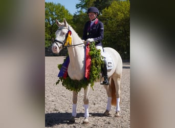 Poney de selle allemand, Hongre, 10 Ans, 152 cm, Cremello