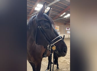 Poney de selle allemand, Hongre, 10 Ans, 155 cm
