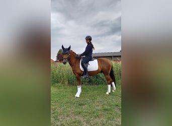 Poney de selle allemand, Hongre, 11 Ans, 142 cm, Alezan