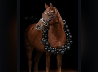 Poney de selle allemand, Hongre, 11 Ans, 142 cm, Alezan