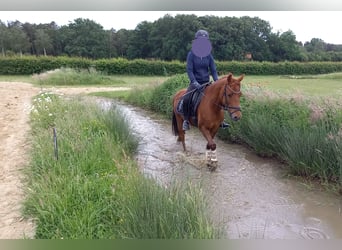 Poney de selle allemand, Hongre, 11 Ans, 142 cm, Alezan
