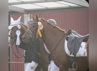 Poney de selle allemand, Hongre, 11 Ans, 142 cm, Alezan