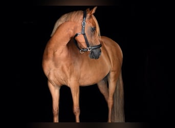 Poney de selle allemand, Hongre, 11 Ans, 146 cm, Alezan