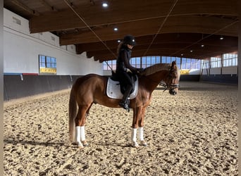 Poney de selle allemand, Hongre, 11 Ans, 148 cm, Alezan brûlé