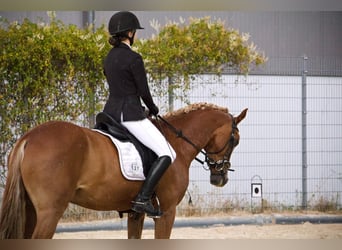 Poney de selle allemand, Hongre, 11 Ans, 148 cm, Alezan brûlé