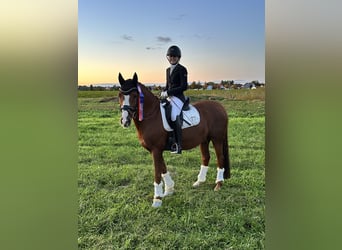 Poney de selle allemand, Hongre, 11 Ans, 148 cm, Alezan brûlé