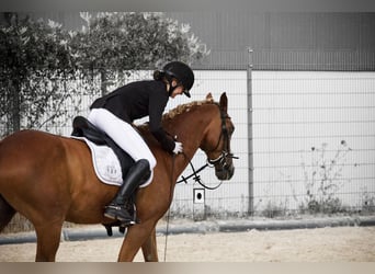 Poney de selle allemand, Hongre, 11 Ans, 148 cm, Alezan brûlé