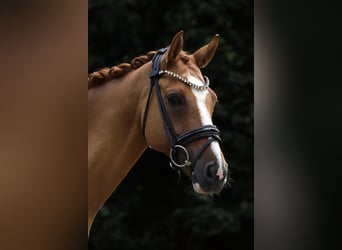 Poney de selle allemand, Hongre, 11 Ans, 148 cm, Alezan