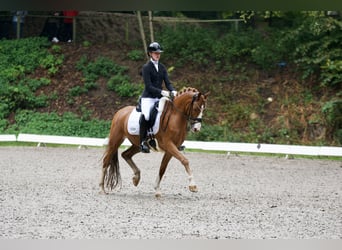 Poney de selle allemand, Hongre, 11 Ans, 148 cm, Alezan