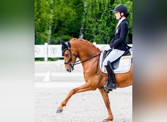 Poney de selle allemand, Hongre, 11 Ans, 148 cm, Alezan