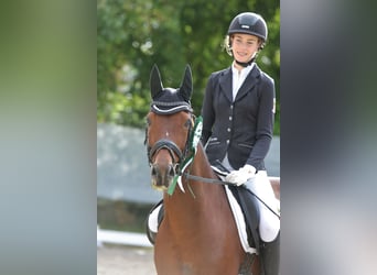 Poney de selle allemand, Hongre, 11 Ans, 148 cm, Bai