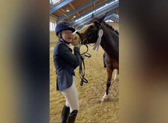 Poney de selle allemand, Hongre, 11 Ans, 148 cm, Bai
