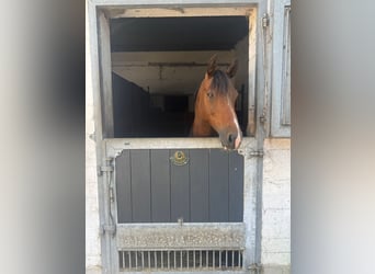 Poney de selle allemand, Hongre, 11 Ans, 148 cm, Bai