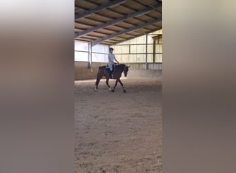 Poney de selle allemand, Hongre, 11 Ans, 148 cm, Bai