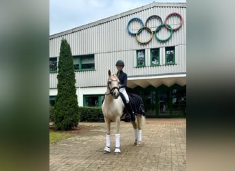 Poney de selle allemand, Hongre, 11 Ans, 148 cm, Palomino