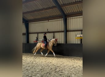 Poney de selle allemand, Hongre, 11 Ans, 148 cm, Palomino