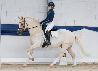 Poney de selle allemand, Hongre, 11 Ans, 148 cm, Palomino