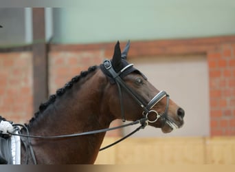 Poney de selle allemand, Hongre, 11 Ans, 149 cm, Bai