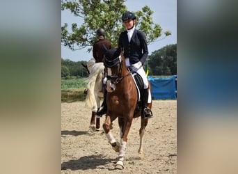 Poney de selle allemand, Hongre, 11 Ans, 151 cm, Alezan brûlé