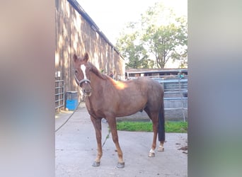 Poney de selle allemand, Hongre, 11 Ans, 152 cm, Alezan